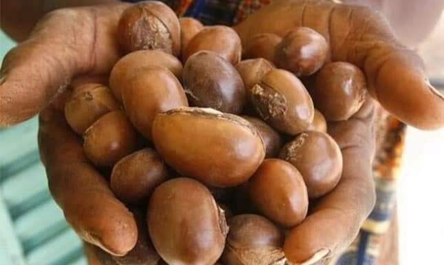 Amandes de karité présentées dans les mains