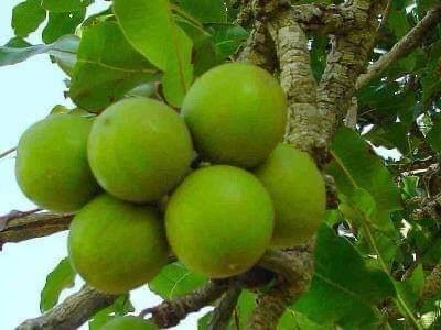 Fruits verts arrondis regroupés sur une branche
