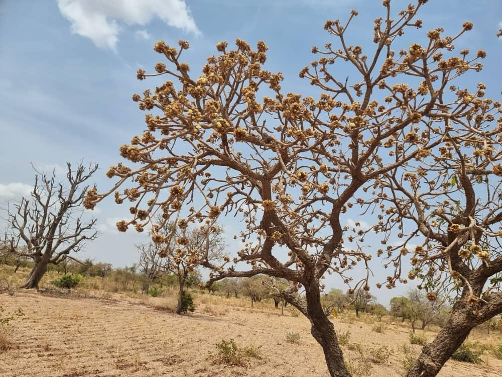 Arbre en fleurs dans un paysage agricole